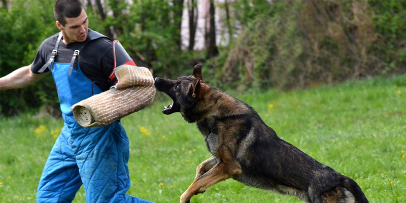 Chiêm bao thấy chó cắn là một dấu hiệu không tốt