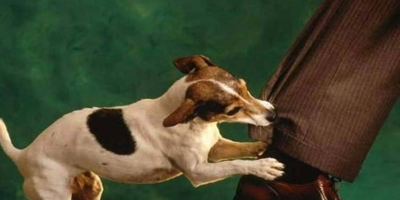 Mơ thấy chó cắn vào chân là dấu hiệu bạn đang mất cân bằng trong cuộc sống