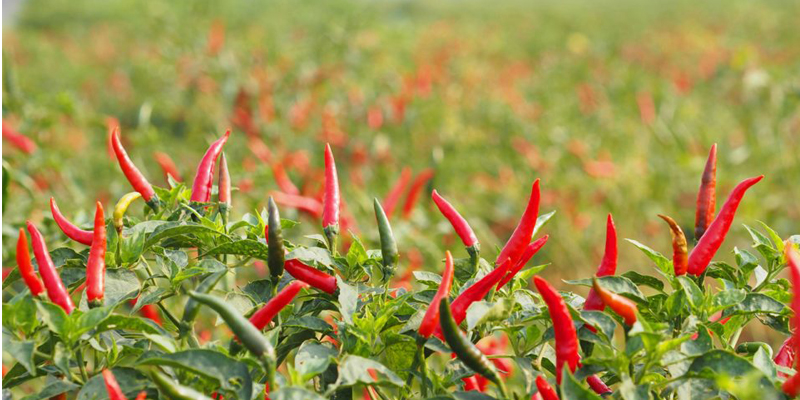 Ngủ mơ thấy nhiều quả ớt là một điềm lành